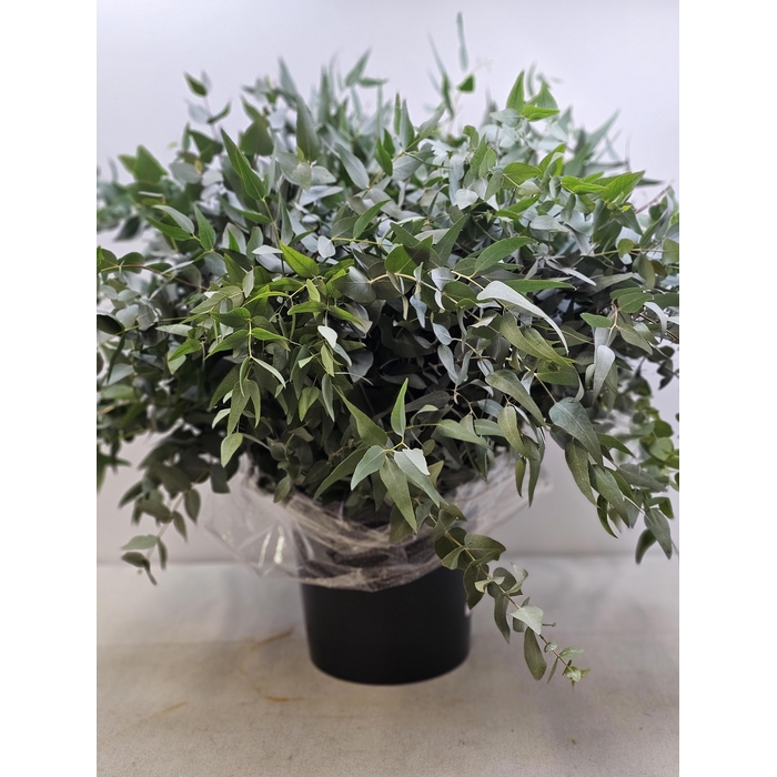 <h4>EUC CINEREA PB SELVATICO WILD</h4>