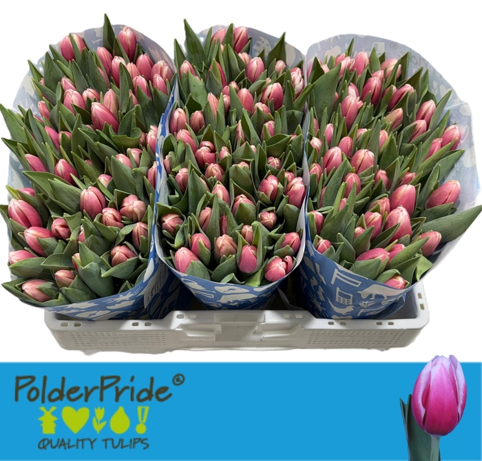 <h4>TU EN UNIVERSUM</h4>