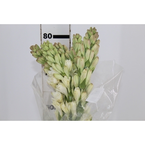 ANGELICA 080 CM