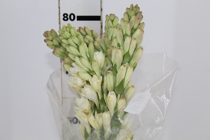 <h4>ANGELICA 080 CM</h4>