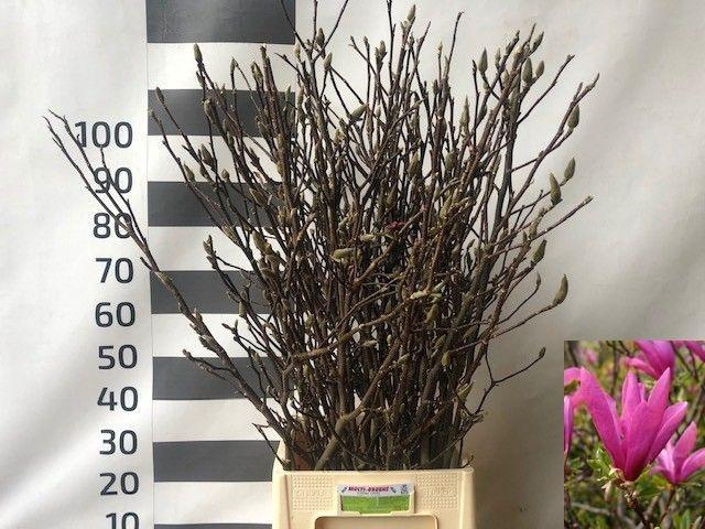 <h4>MAGNOLIA OV</h4>