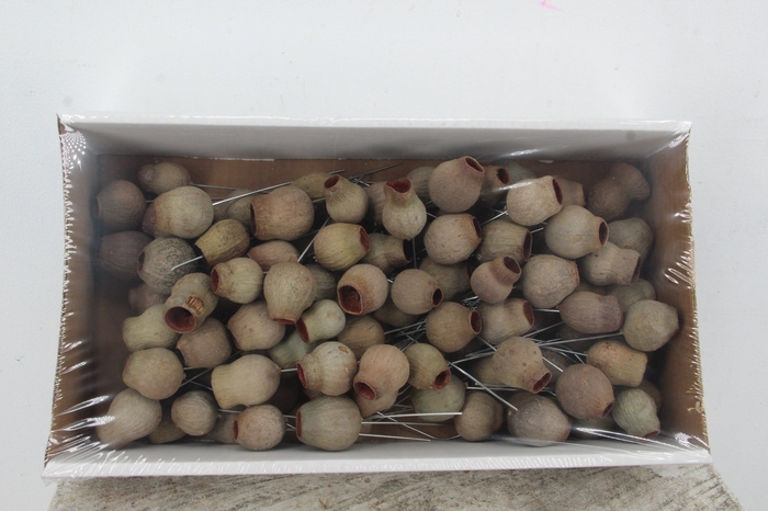 <h4>Bellgum on 10cm wr Nat</h4>