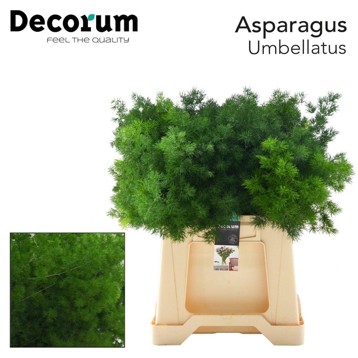 <h4>Asparagus umbellatus</h4>