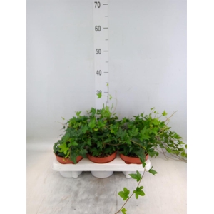 Hedera helix 'Shamrock'