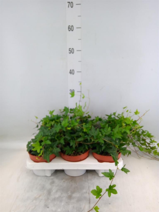 <h4>Hedera helix 'Shamrock'</h4>