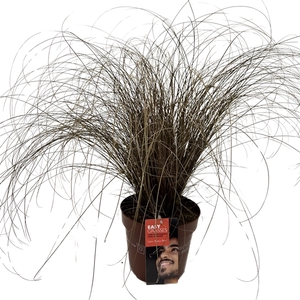 Carex comans Bronze Form
