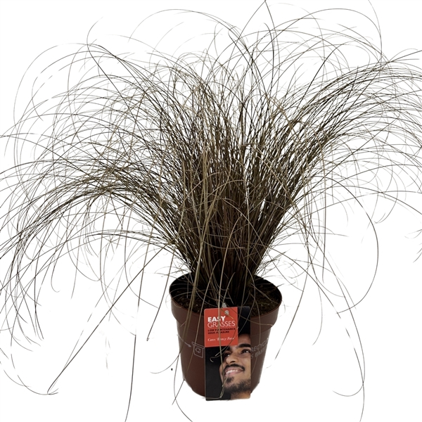 <h4>Carex comans Bronze Form</h4>