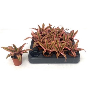 Cryptanthus bivittatus 'Pink Starlight'