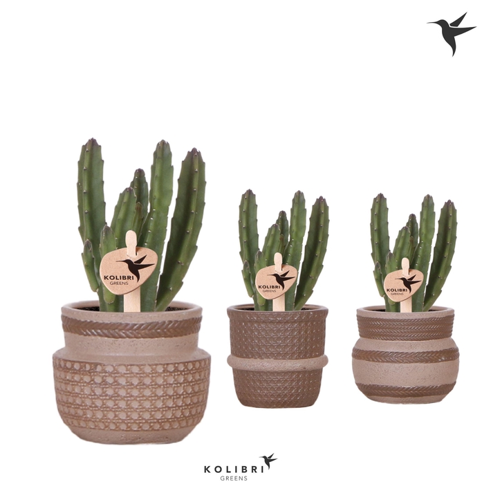 <h4>Kolibri Greens Stapelia Leendertziae in Ethnic pot sand mix</h4>