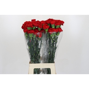 Dianthus St Don Pedro