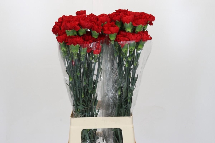 <h4>Dianthus St Don Pedro</h4>