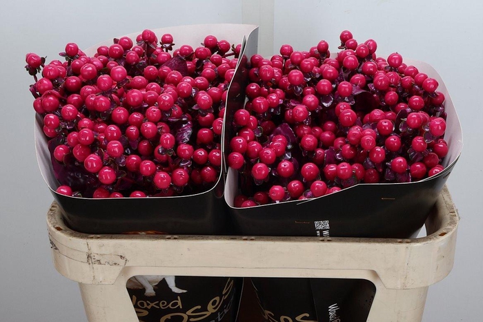 <h4>Hypericum Wx Cerise</h4>