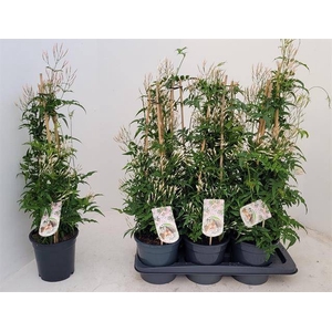 JASM POLYANTHUM WIT