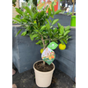 Citrus hystrix