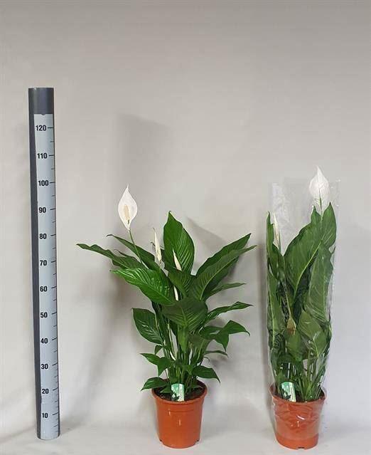 <h4>Spathiphyllum  'Sweet Lauretta'</h4>