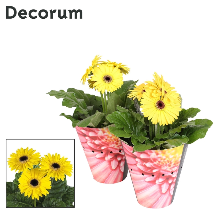 <h4>Gerbera 2+bl 12cm geel (diverse kleurtinten) potcover Decorum</h4>