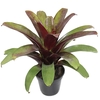 BROMELIA IMPERIAL P27 VERDE/VERMELHO