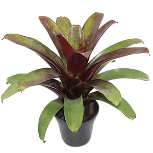 BROMELIA IMPERIAL P27 VERDE/VERMELHO