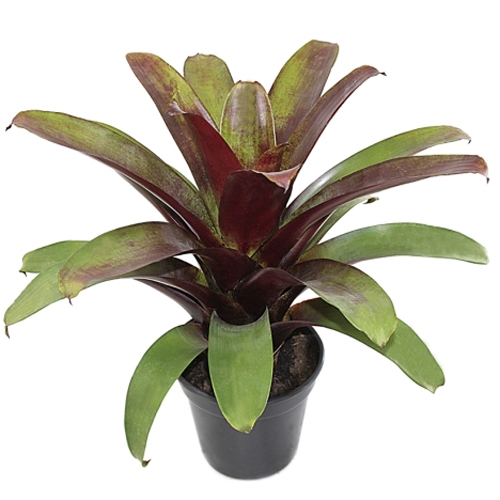 <h4>BROMELIA IMPERIAL P27 VERDE/VERMELHO</h4>