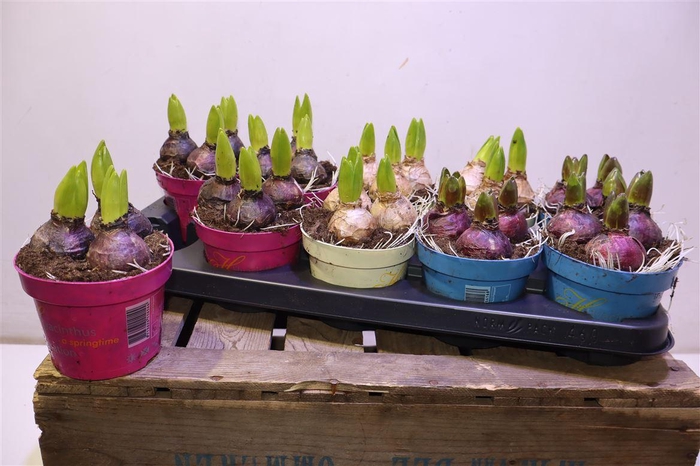 <h4>Hyacin Gem 3 Kl</h4>