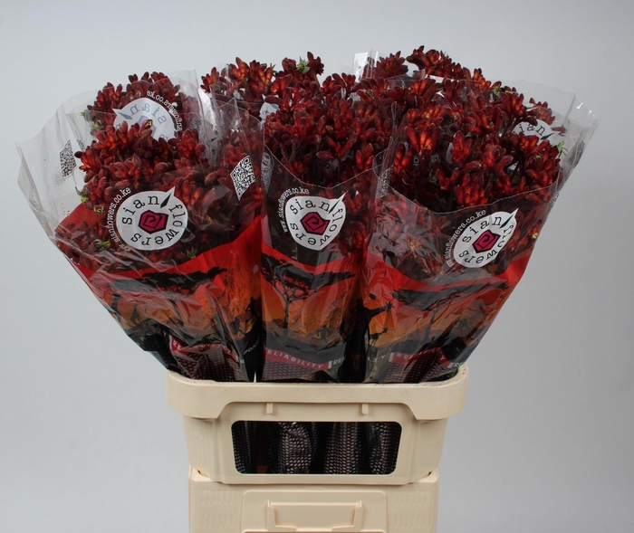 <h4>ANIGOZ EARLY SPRING</h4>