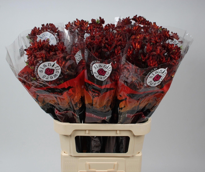 <h4>ANIGOZ EARLY SPRING</h4>