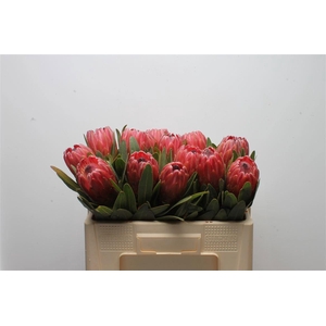 PROTEA RED ICE