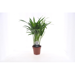Dypsis lutescens (Areca) 12cm (zonder hoes)