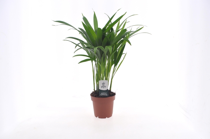 <h4>Dypsis lutescens (Areca) 12cm (zonder hoes)</h4>