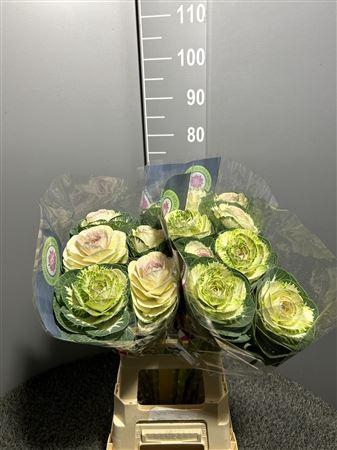 <h4>Brass White Crane</h4>