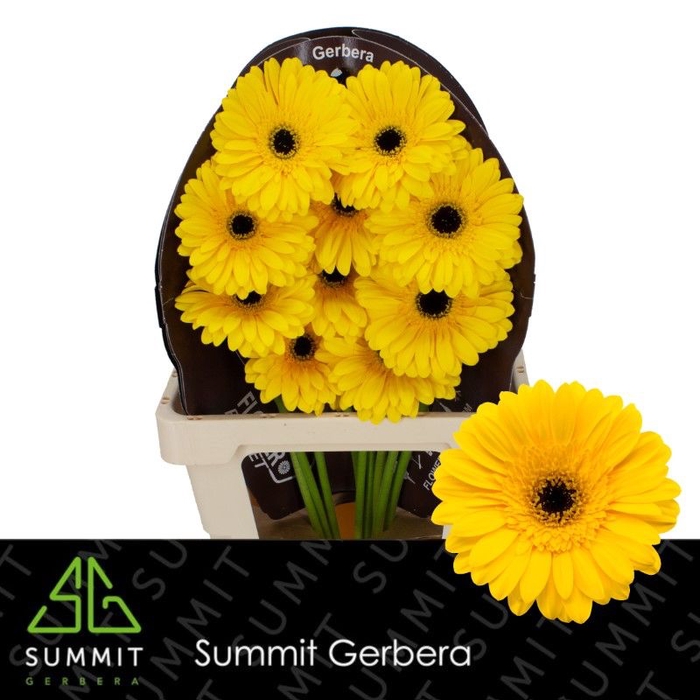 <h4>Gerbera Olympic Gold Flowerracket</h4>