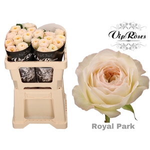 R GR ROYAL PARK x 20