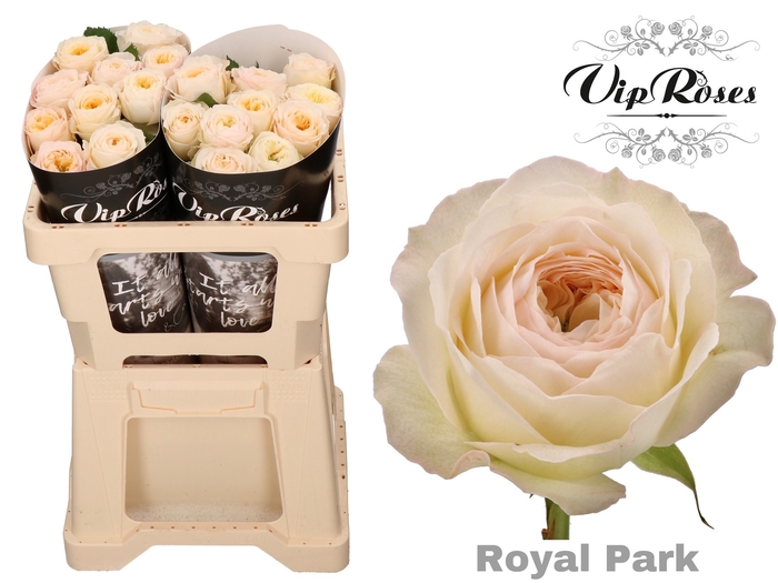 R GR ROYAL PARK x 20