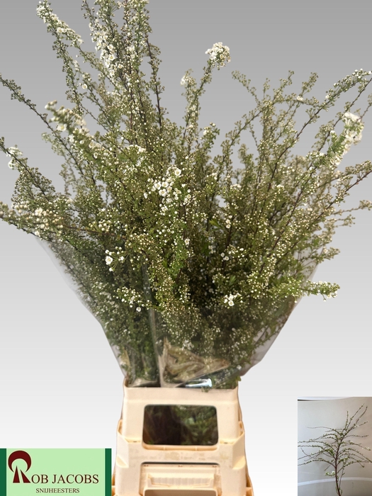 <h4>SPIR C GREFSHEIM</h4>