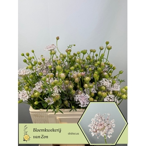 ZOMERBLOEM OV