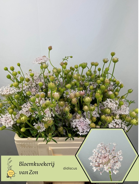 <h4>ZOMERBLOEM OV</h4>