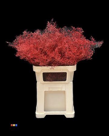 <h4>Limonium Red</h4>