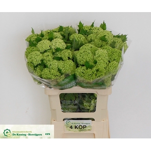 Viburnum Roseum Greenhouse 4 Kop Koning