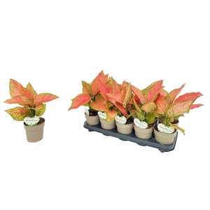Aglaonema overig