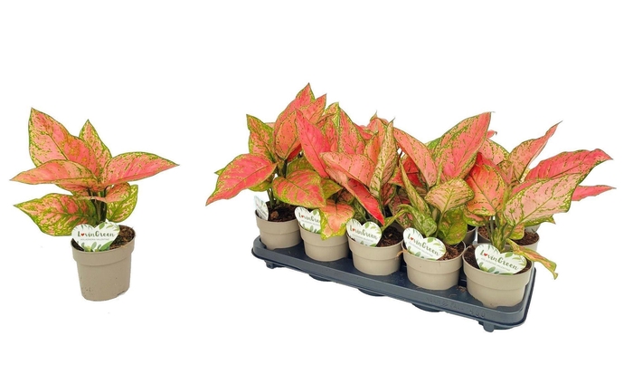 <h4>Aglaonema overig</h4>