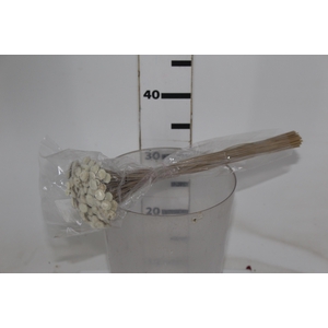 PLANTA SECA BOTAO BRANCO 40CM