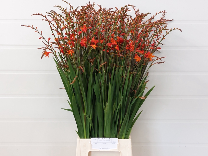 <h4>CROCOS RED KING</h4>