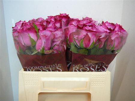 <h4>R Gr Deep Purple</h4>