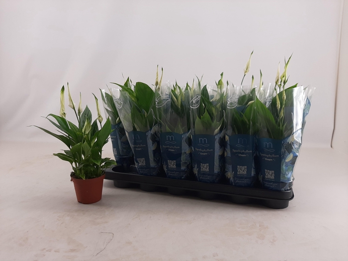 <h4>SPATH CHOPIN</h4>