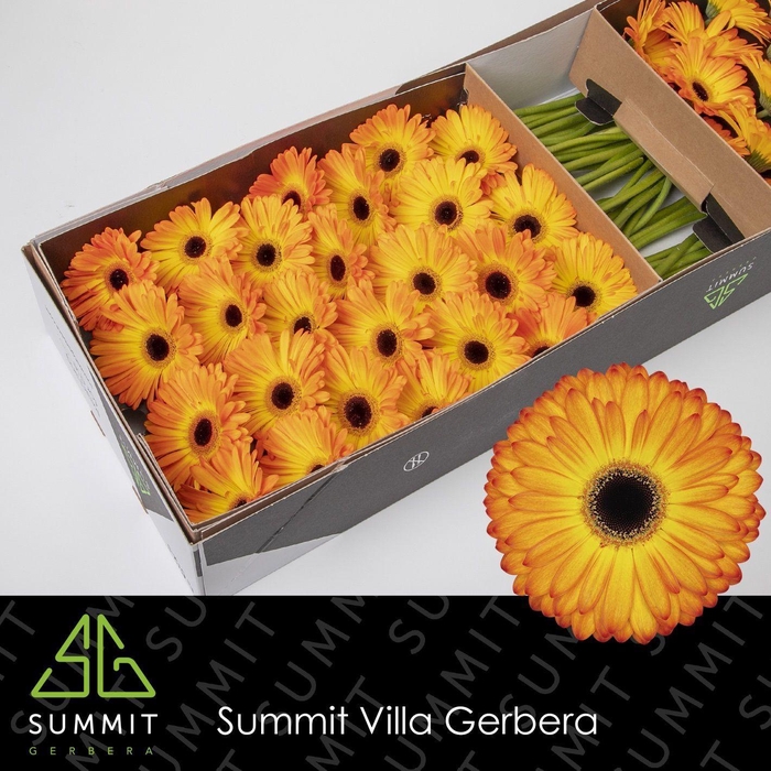 <h4>GE GR CATWALK</h4>