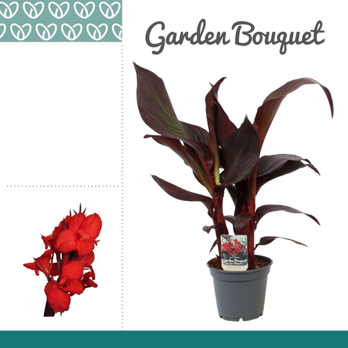 <h4>Canna Red Velvet</h4>