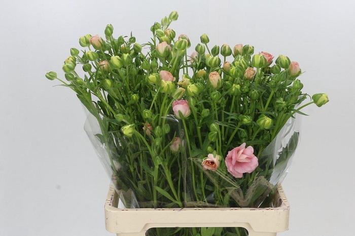 Ranunculus Butterfly Ariadne