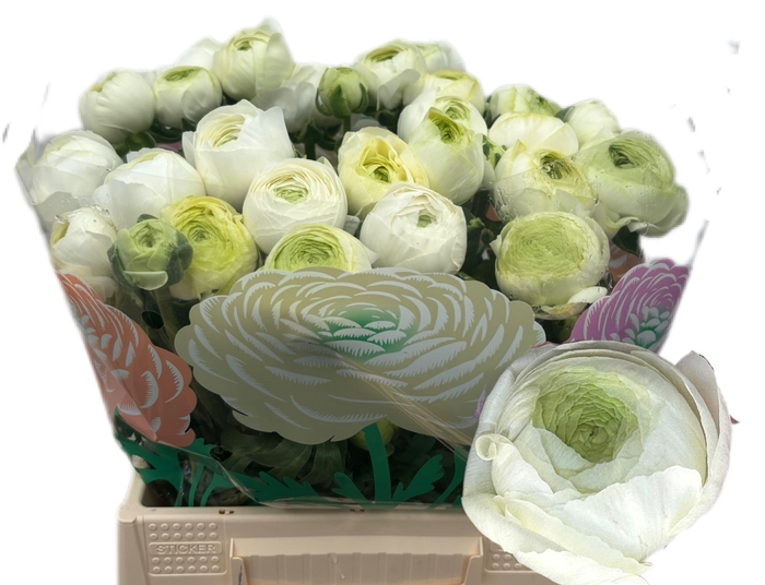 <h4>RAN EL WHITE</h4>