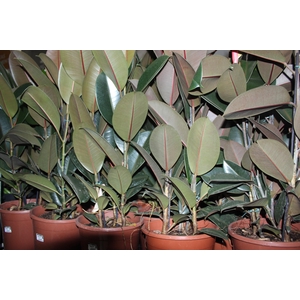 FICUS ELASTICA BURGUNDY P23 MIN 3 HT