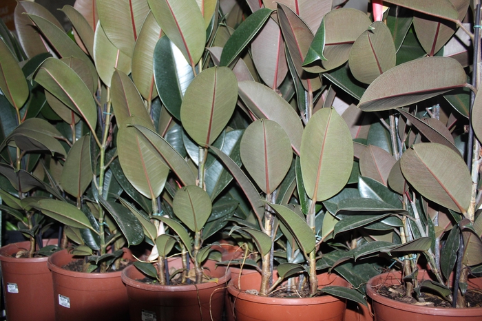 <h4>FICUS ELASTICA BURGUNDY P23 MIN 3 HT</h4>